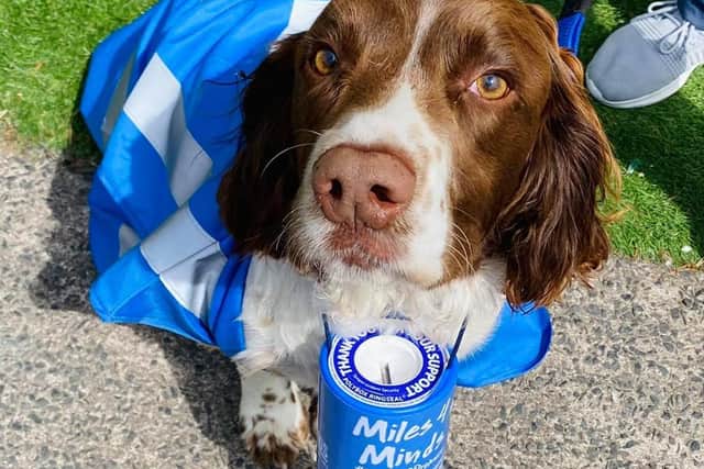 Sue and the rest of the team at Doggos Doggy Daycare (including Hunter , pictured) have raised funds for Miles4Minds Ramore2Dromore walk