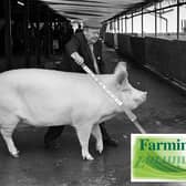 Hubert Gabbie of Crossgar, Co Down, with his top prize-winning Large White pig at the Balmoral Show in May 1981. He is pictured here with his supreme champion. Picture: Farming Life archives