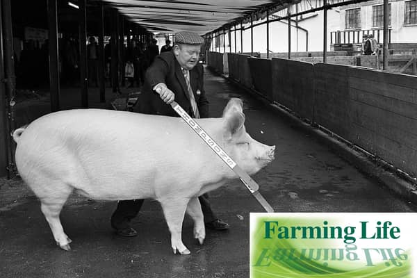 Hubert Gabbie of Crossgar, Co Down, with his top prize-winning Large White pig at the Balmoral Show in May 1981. He is pictured here with his supreme champion. Picture: Farming Life archives
