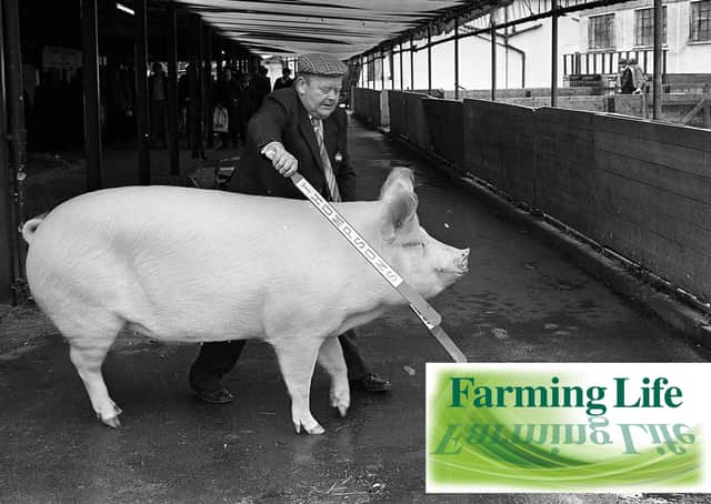 Hubert Gabbie of Crossgar, Co Down, with his top prize-winning Large White pig at the Balmoral Show in May 1981. He is pictured here with his supreme champion. Picture: Farming Life archives