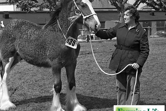 The Clydesdale supreme championship was won by a 10-month-old colt exhibited at the Balmoral Show in May 1981 was won by Samuel J Brizell of Garvagh, Co Londonderry. Holding the colt is Mrs Brizell's sister, Ena. Mr Brizell had won scores of Clydesdale championship but this was the first time with a colt. Picture: Farming Life archives