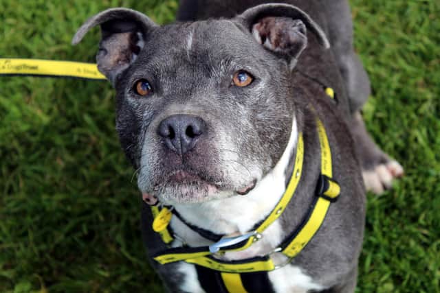 Staffordshire Bull Terrier Hunter was taken to a local dog pound and the team at Dogs Trust Ballymena took him under their wing. He adores the company of humans