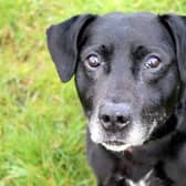 Shadow is a lovely, friendly Lab cross. He loves human company, getting out for his daily walks and exercise, and adores his food