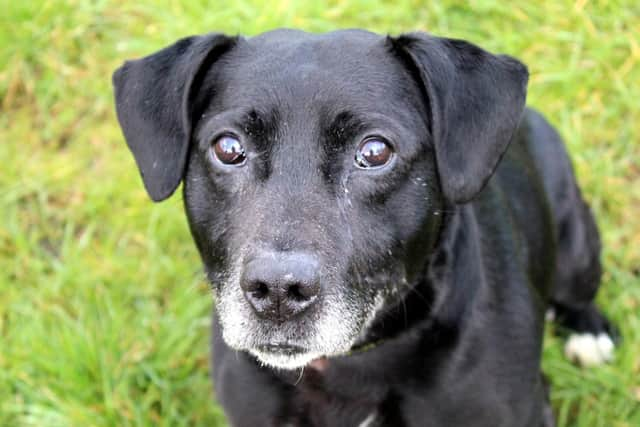 Shadow is a lovely, friendly Lab cross. He loves human company, getting out for his daily walks and exercise, and adores his food