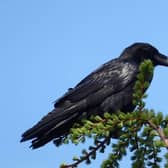 Mourne's ravens