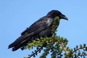 Mourne's ravens