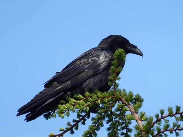 Mourne's ravens