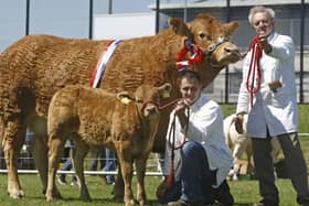 Herbie and Stephen Crawford with Champion Limousin at Ballymena Show on Saturday. Pic Steven McAuley/Kevin McAuley Photography Multimedia
