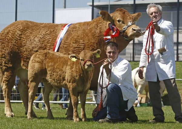 Herbie and Stephen Crawford with Champion Limousin at Ballymena Show on Saturday. Pic Steven McAuley/Kevin McAuley Photography Multimedia