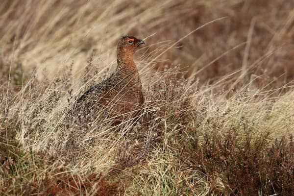 The population of Red Grouse has soared to over ninety pairs in the Glenwherry Hill Regeneration Partnership area thanks to the work of the Irish Grouse Conservation Trust gamekeeper. Application for the 2021/2022 course is via: https://www.cafre.ac.uk/business-courses/introduction-to-gamekeeping/ or search for “Gamekeeping” on the CAFRE website.