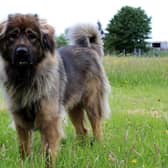 One-year-old Caucasian Shepherd  Freya absolutely loves playing with her toys