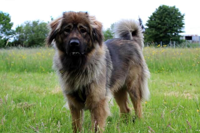 One-year-old Caucasian Shepherd  Freya absolutely loves playing with her toys
