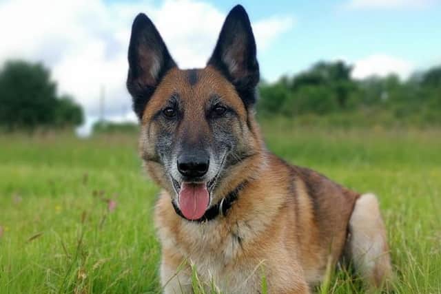 German Shepherd Rosco is a lovely middle-aged gentleman, who is looking for a loving new home to call his own.
