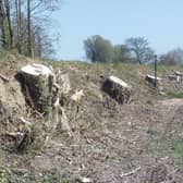 Tree stumps left after the clearance along banks of River Moyola outside Tobermore.