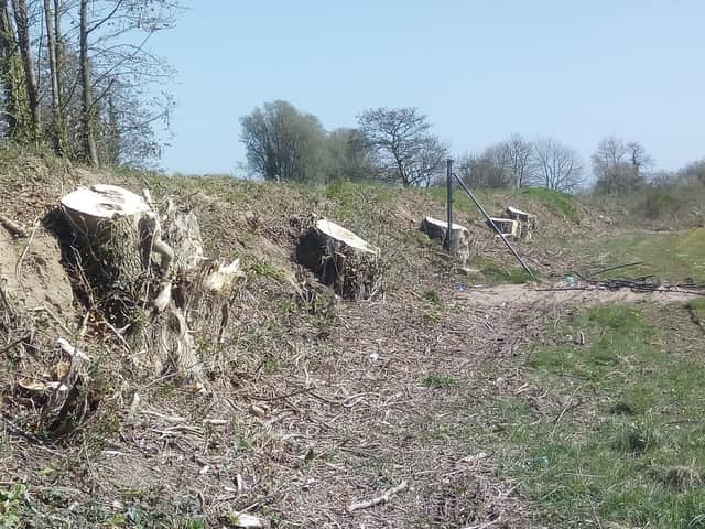 Tree stumps left after the clearance along banks of River Moyola outside Tobermore.
