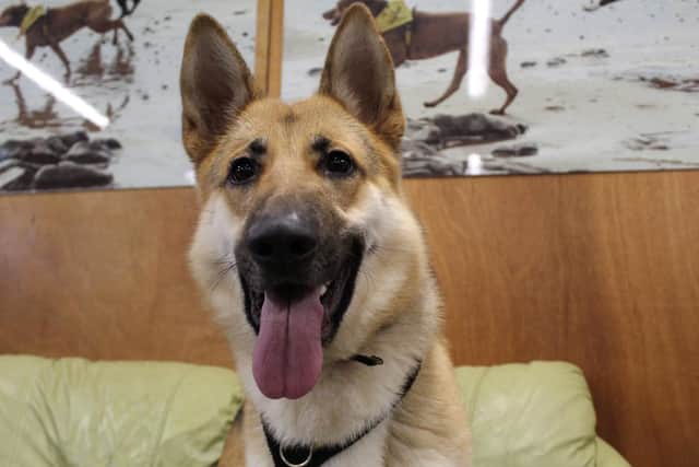 German Shepherd Beau is a stunning dog who still acts like a big puppy.