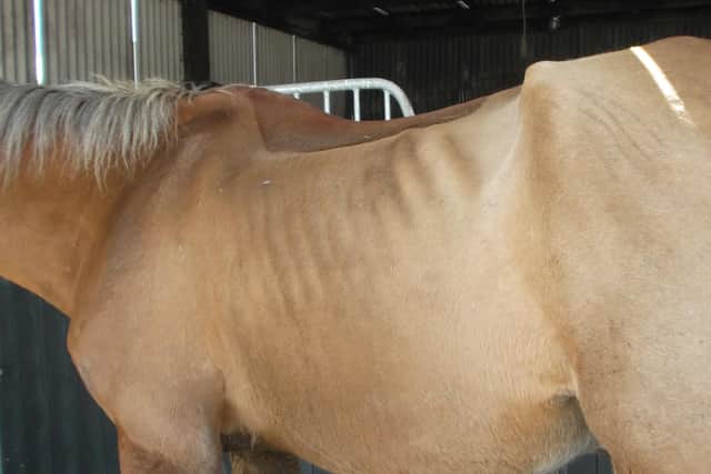 The court proceedings followed an investigation by Causeway Coast and Glens Borough Council’s Animal Welfare Officer who visited a field on the Boleran Road, Garvagh and found a number of horses to be in poor condition, with their ribs, spines and pelvic bones protruding