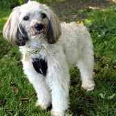 Chinese Crested  Brody can be shy when he first meets new people, however he will come round in his own time and can be a very affectionate little dog