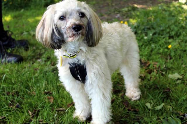 Chinese Crested  Brody can be shy when he first meets new people, however he will come round in his own time and can be a very affectionate little dog