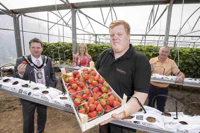 Local Armagh business, Foxberry Fruit Farm received funding of close to £4,900 from the Rural Business Development Grant Scheme last year. Thanks to the funding, they were able to purchase a laptop, water tank, circulation fans and 2,000 metres of strawberry guttering; helping boost their productivity and support their growth.  Pictured L-R: Lord Mayor of Armagh City, Banbridge and Craigavon, Alderman Glenn Barr, Head of ABC Council’s Economic Development department Nicola Wilson, Foxberry Fruit Farm Director, Philip Fox and Chair of ABC Council’s Economic Development and Regeneration Committee, Councillor Declan McAlinden.