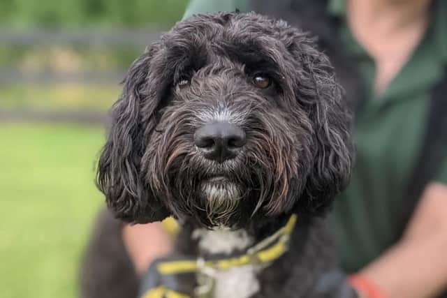 Holly is a sweet natured girl who comes across as shy initially but soon comes round when you show her a ball