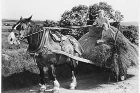 Harvest time in the Sperrins. 13 September 1960. PRONI Reference: D4069/9/1. Picture: The Deputy Keeper of the Records, Public Record Office of Northern Ireland