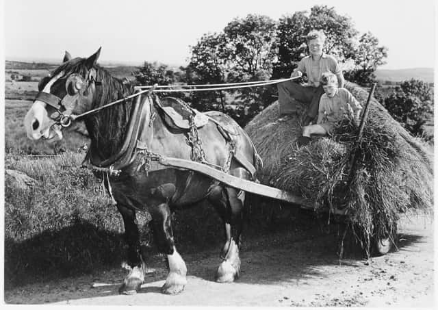 Harvest time in the Sperrins. 13 September 1960. PRONI Reference: D4069/9/1. Picture: The Deputy Keeper of the Records, Public Record Office of Northern Ireland
