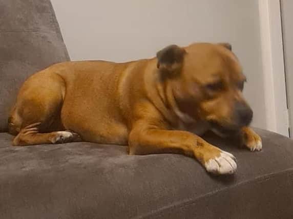 Rocky, who is a beloved family pet, is missing. Owner Andrew has sent out a desperate appeal for anyone who spots him to get in touch as soon as possible