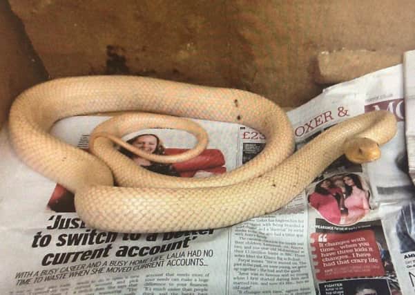 Snake spotted slithering between gardens in Craigavon.