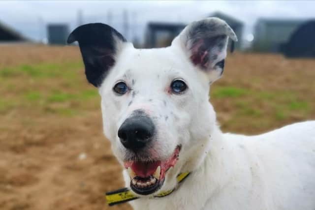 Casper is a great doggy companion, he is a shy but very sweet-natured and clever boy looking for a quiet home