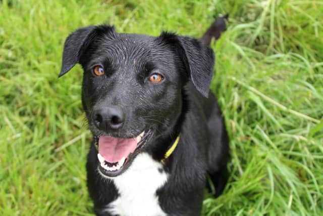 Cleo is a real livewire, with bundles of energy and loves to be kept busy