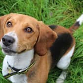 Beagle  Archie is a happy go lucky boy who is very active and loves to use his nose to sniff out new adventures