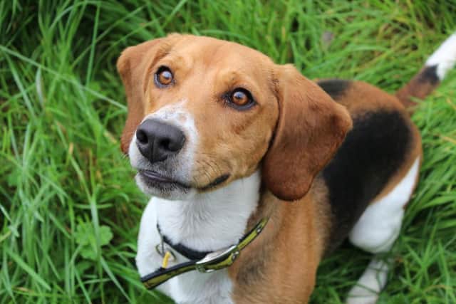 Beagle Archie is a happy go lucky boy who is very active and loves to use his nose to sniff out new adventures