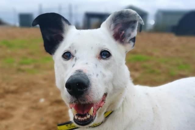 Terrier cross Casper is a great doggy companion, he is a shy but very sweet-natured and clever boy looking for a quiet home.