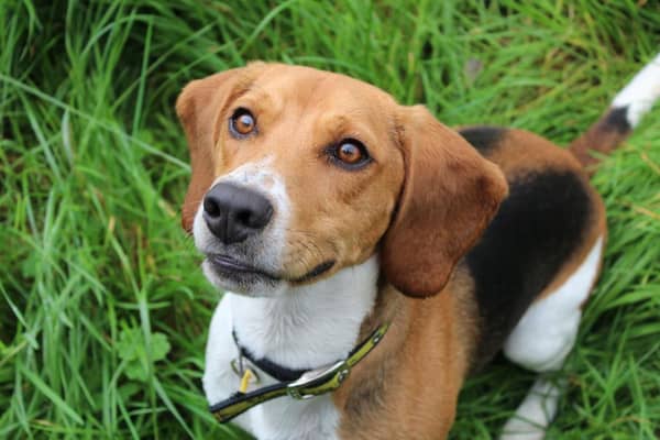 Two-year-old Beagle - Archie is currently at Dogs Trust Ballymena and is looking for a new home