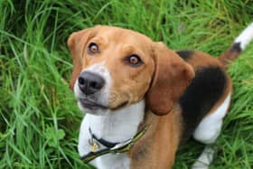 Two-year-old Beagle - Archie is currently at Dogs Trust Ballymena and is looking for a new home