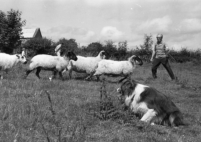Border Collie Don at work under the watchful eye of Mr Mr J W McKee from Scarva, Co Down, in August 1981. Picture: Bob Hamilton/News Letter archives
