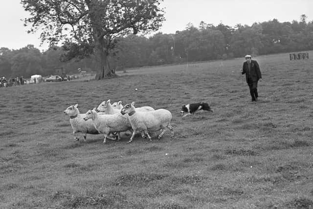 William McGoldrick, Aghyaran, Co Tyrone, in action with his dog Coll at the trials at Shane’s Castle, Antrim, in August 1981. Picture: News Letter archives