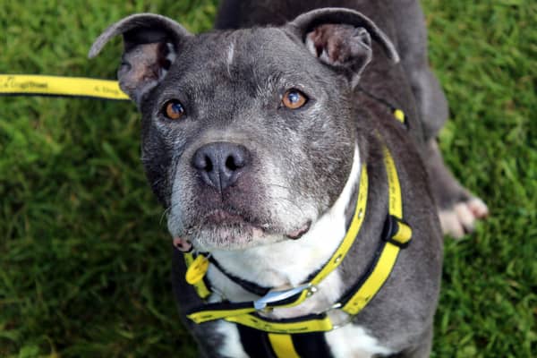 Staffordshire Bull Terrier Hunter was taken to a local dog pound and the team at Dogs Trust Ballymena took him under their wing.. Hunter adores the company of humans, one of his favourites is snuggles on the sofa.