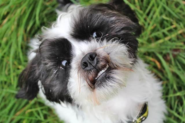 Oreo is a sweet little 11 month old Shih Tzu cross who is a bit of a sensitive soul but has found that having a small confident doggy friend helps him.