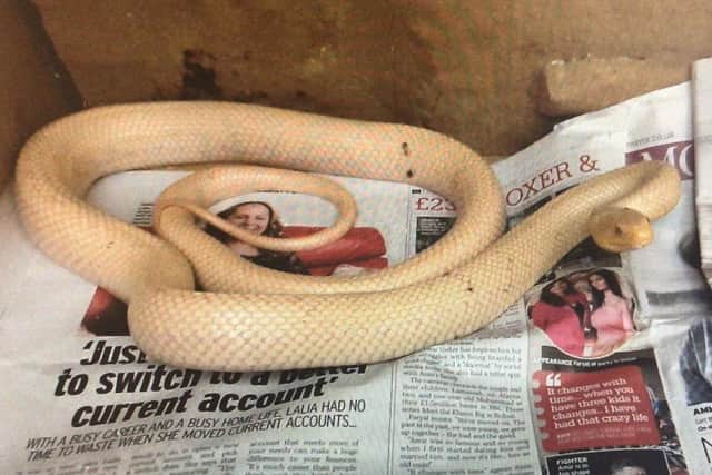Snake spotted slithering between gardens in Craigavon.