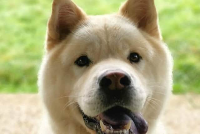 Three-year-old  Chow Chow Apollo is a handsome big boy who adores human company. He loves his home comforts so give him a lovely, soft bed and you’ll have a friend for life!
