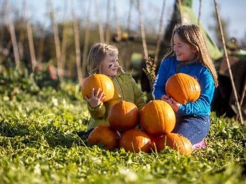 Halloween pumpkin patches are growing in popularity across Northern Ireland.