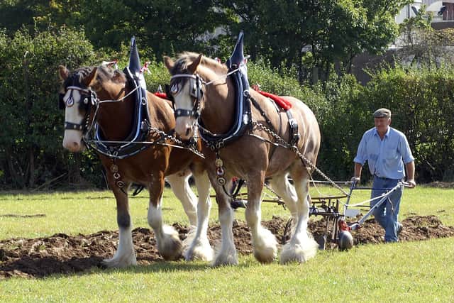 Bertie Hanna guides Clydesdale geldings Adam and Max at Kilroot Ploughing Society’s 100th anniversary ploughing match at Castle Dobbs in September 2007.