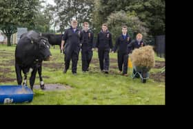 The Castle Tower boys feed their calves