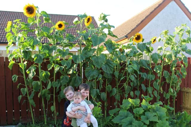 First Runners-up in Mid and East Antrim's in Bloom Tallest Sunflower Competition. Sonny, Charlie and Connie Hall, aged 7, 5 and 1, from Ahoghill, who grew their sunflower together measuring a mighty 3 metres and 20cms