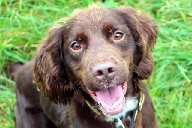 Kevin is a typical spaniel who likes to be busy, enjoys exercise and loves to use his nose when exploring.