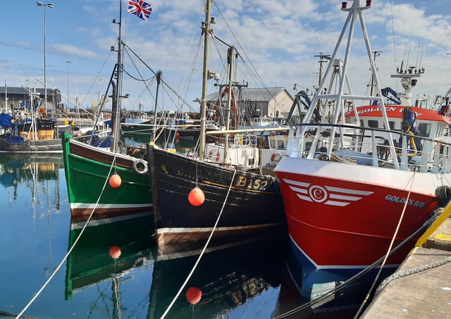 Some of the fleet in Portavogie Harbour in late summer of 2021. Picture: Darryl Armitage