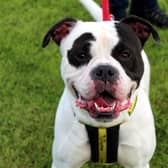 Snoopy is a fabulous American Bulldog who is super friendly. He loves spending time with his carers and getting cuddles. He also loves getting out and about for his walks as he is an active lad