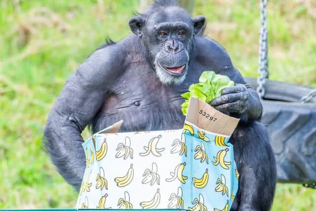 Lizzie, Belfast Zoo's oldest chimp unwraps her birthday presents. Picture: Alan Campbell